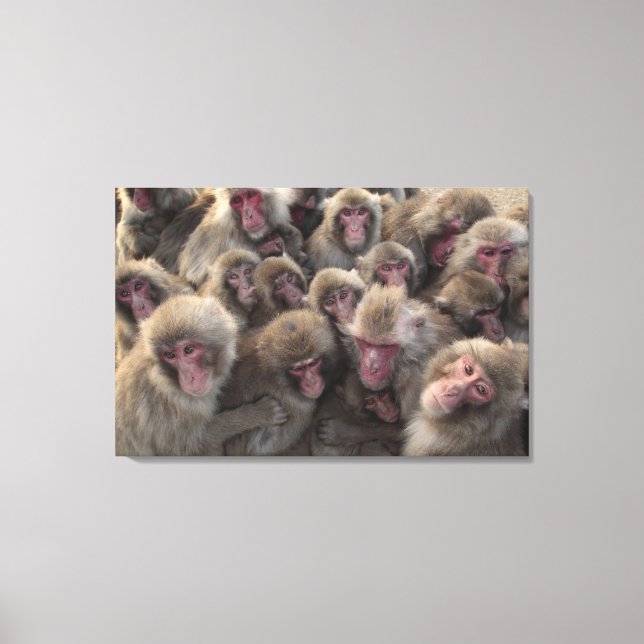 Japanese macaque (Macaca fuscata) huddled Canvas Print (Front)