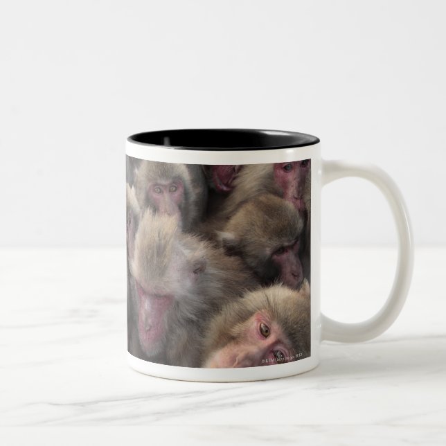 Japanese macaque (Macaca fuscata) huddled Two-Tone Coffee Mug (Right)