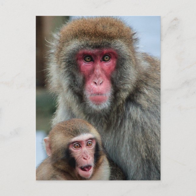 Japanese Macaque Monkeys Postcard (Front)