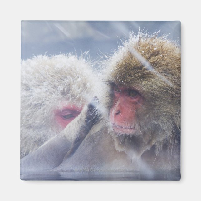 Japanese Macaques (Macaca fuscata) Grooming in Magnet (Front)