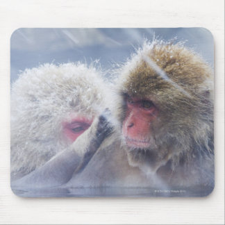 Japanese Macaques (Macaca fuscata) Grooming in Mouse Pad