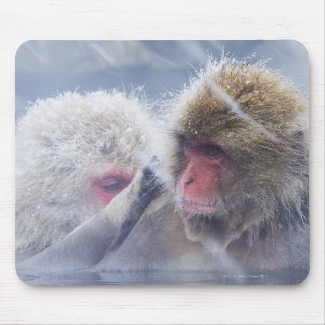 Japanese Macaques (Macaca fuscata) Grooming in Mouse Pad (Front)