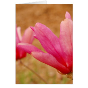 Japanese Magnolia