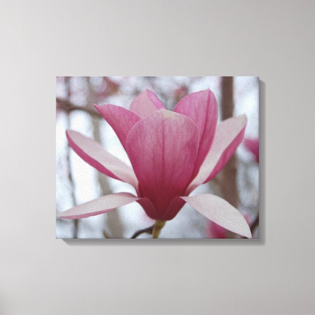 Japanese Magnolia Canvas Print (Front)