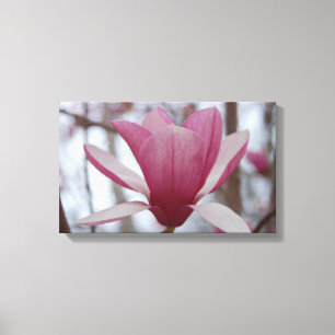 Japanese Magnolia Canvas Print