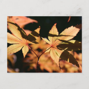 Japanese Maple 1 Autumn Colours Postcard