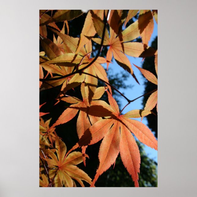 Japanese Maple (2) - Floral Photography Poster (Front)