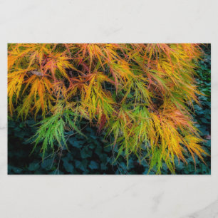 Japanese Maple Autumn Impressions Stationery