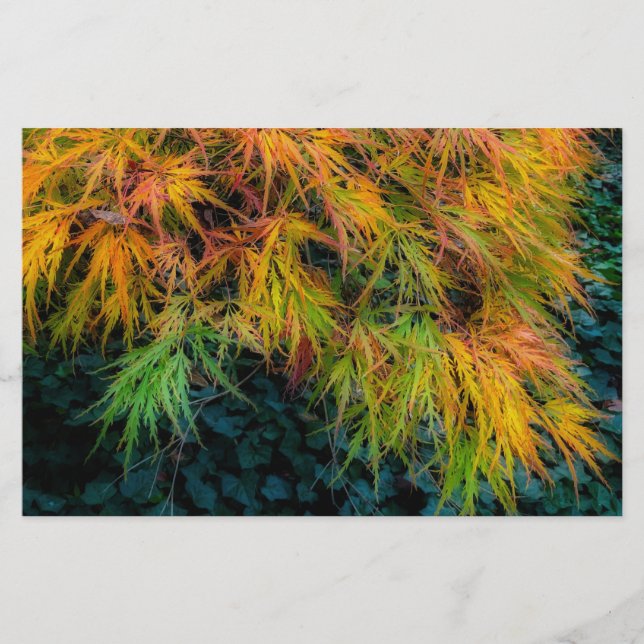 Japanese Maple Autumn Impressions Stationery (Front)