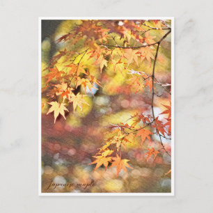 Japanese Maple: Autumn Leaves Postcard