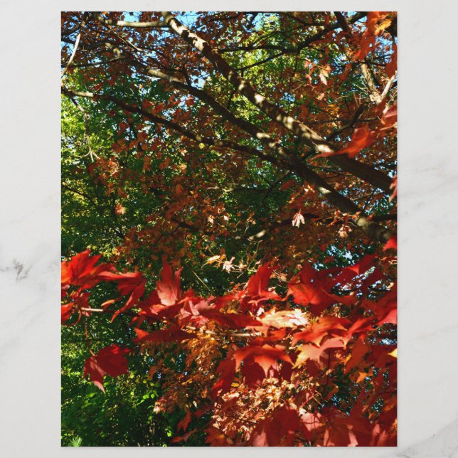 Japanese Maple, Autumn tree leaves (Front)