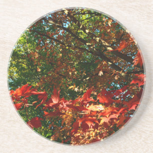 Japanese Maple, Autumn tree leaves Coaster