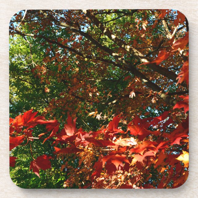 Japanese Maple, Autumn tree leaves Coaster (Front)
