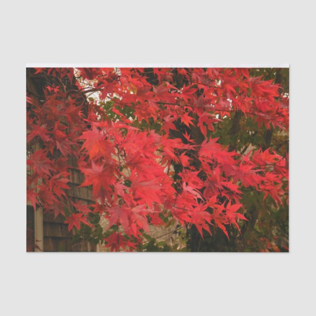 Japanese Maple 'Bloodgood' / Red Fall Foliage / Tissue Paper (Front)