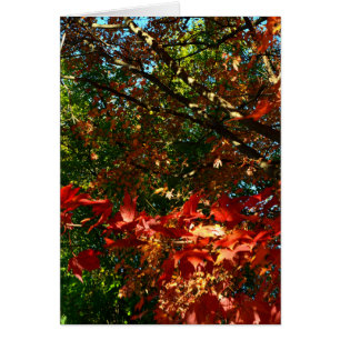 Japanese Maple in Autumn