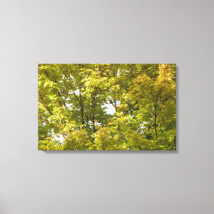 Japanese Maple in Autumn Canvas Print