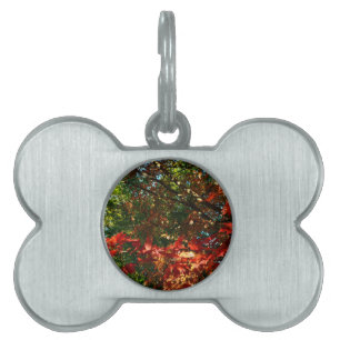 Japanese Maple in Autumn Pet Tag