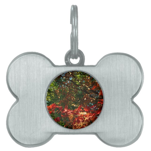 Japanese Maple in Autumn Pet Tag (Front)