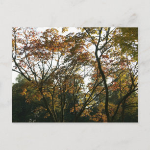Japanese Maple in Autumn Postcard