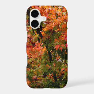 Japanese Maple in Fall
