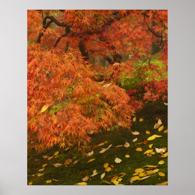 Japanese maple in fall color poster (Front)