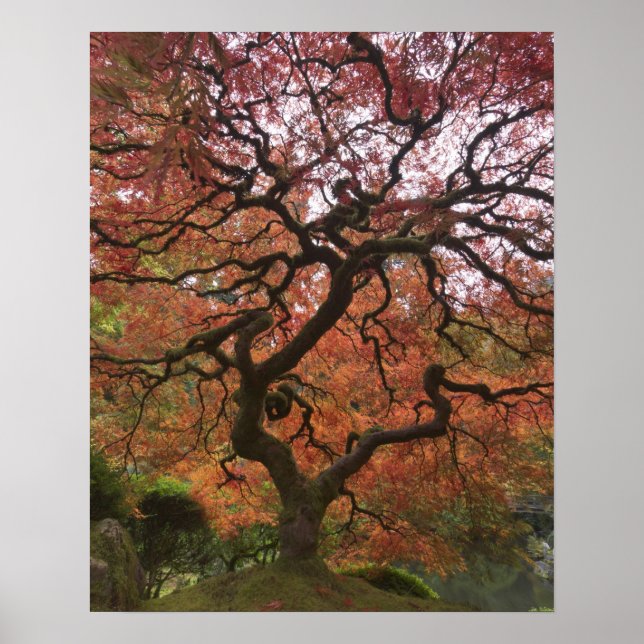 Japanese maple in fall color poster (Front)