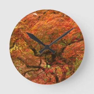 Japanese maple in fall colour 4 round clock