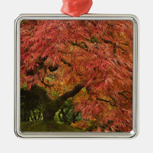 Japanese maple in fall colour metal ornament (Front)