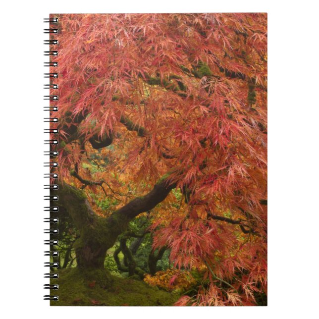 Japanese maple in fall colour notebook (Front)