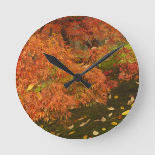 Japanese maple in fall colour round clock