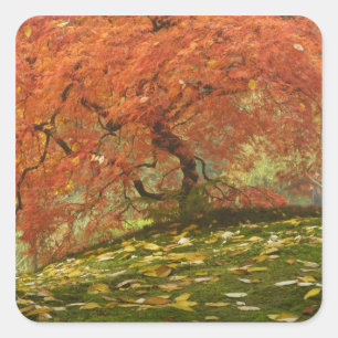 Japanese maple in fall colour square sticker