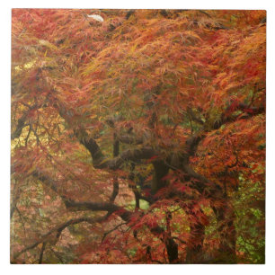 Japanese maple in fall colour tile