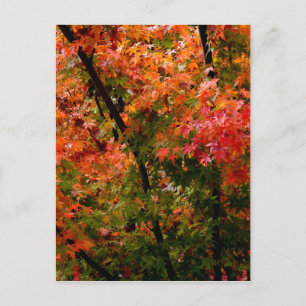 Japanese Maple in Fall Postcard