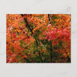 Japanese Maple in Fall  Postcard
