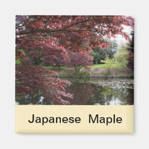 Japanese maple in Van Dusen Garden Magnet