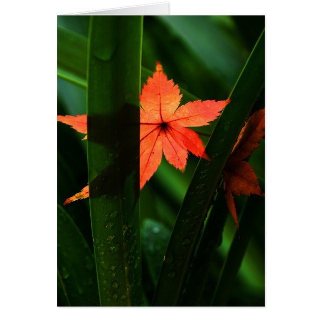 Japanese Maple Leaf (Front)