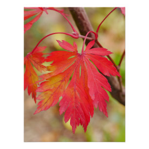 Japanese Maple Leaf Poster