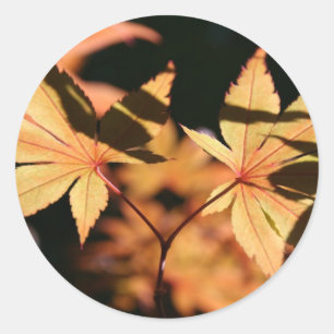 Japanese Maple Leaves 1 Autumn Colours Classic Round Sticker