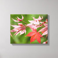 Japanese Maple Leaves