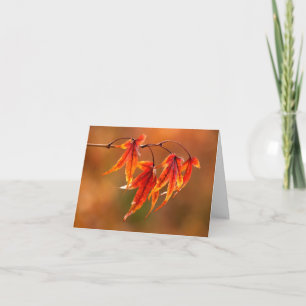 Japanese Maple Leaves Card