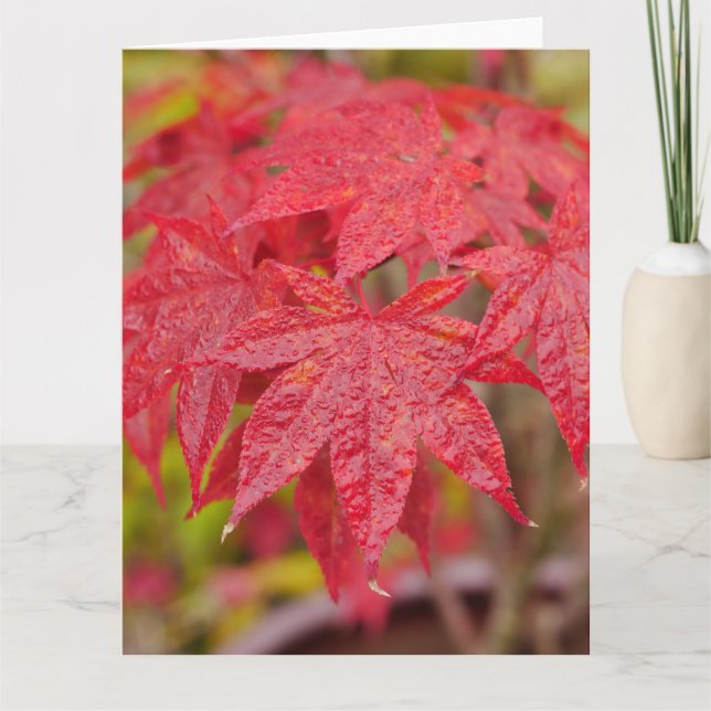Japanese Maple Leaves Card (Front)