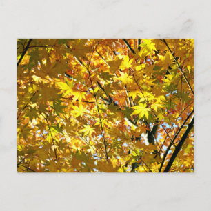 Japanese Maple Leaves in Autumn Postcard