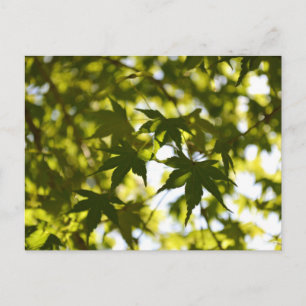 Japanese Maple Leaves in Summer Postcard