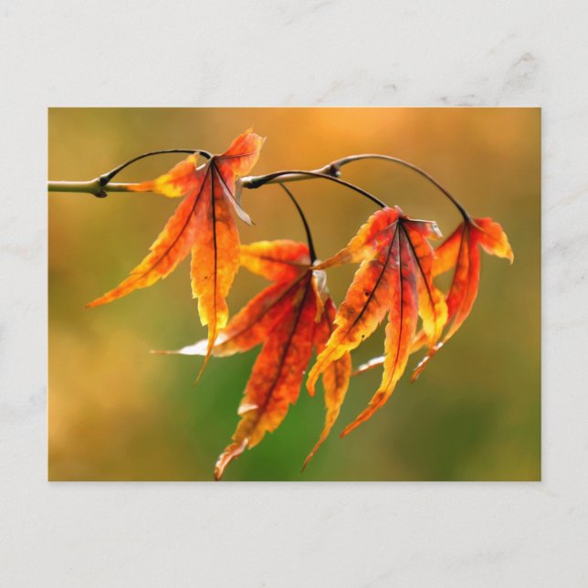 Japanese Maple Leaves Postcard (Front)