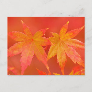 Japanese Maple Leaves Postcard