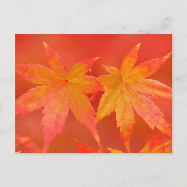 Japanese Maple Leaves Postcard (Front)
