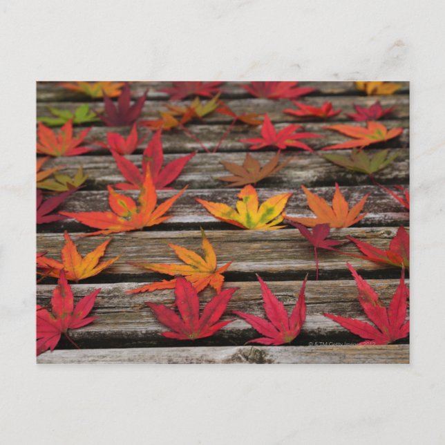 Japanese maple leaves postcard (Front)