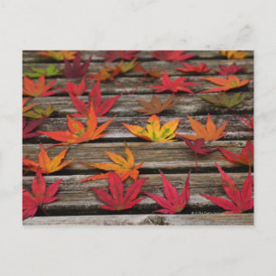 Japanese maple leaves postcard