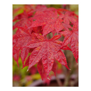 Japanese Maple Leaves Poster