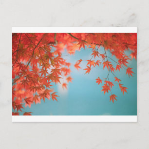 Japanese maple postcard